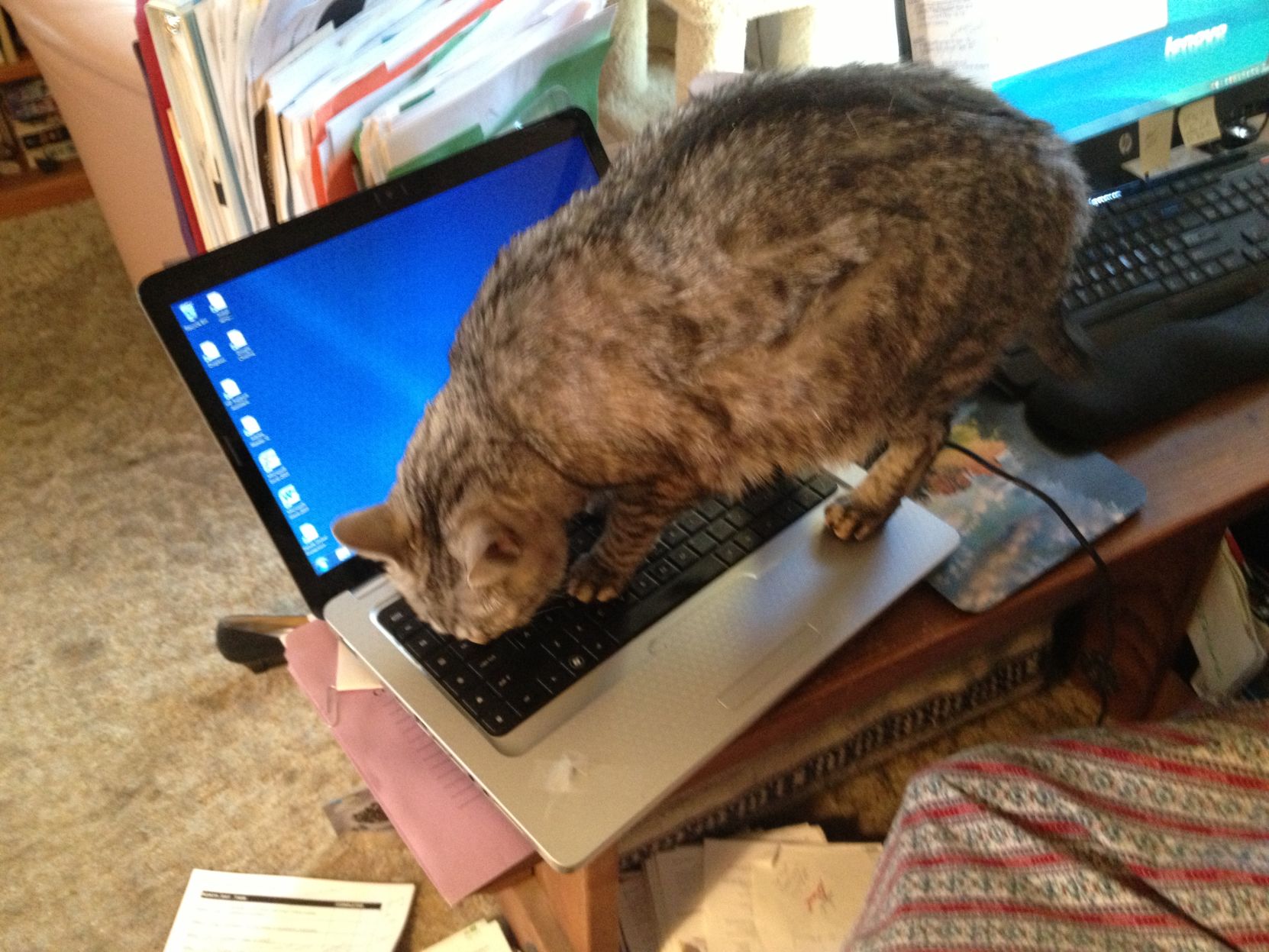 Pounce d'Lion